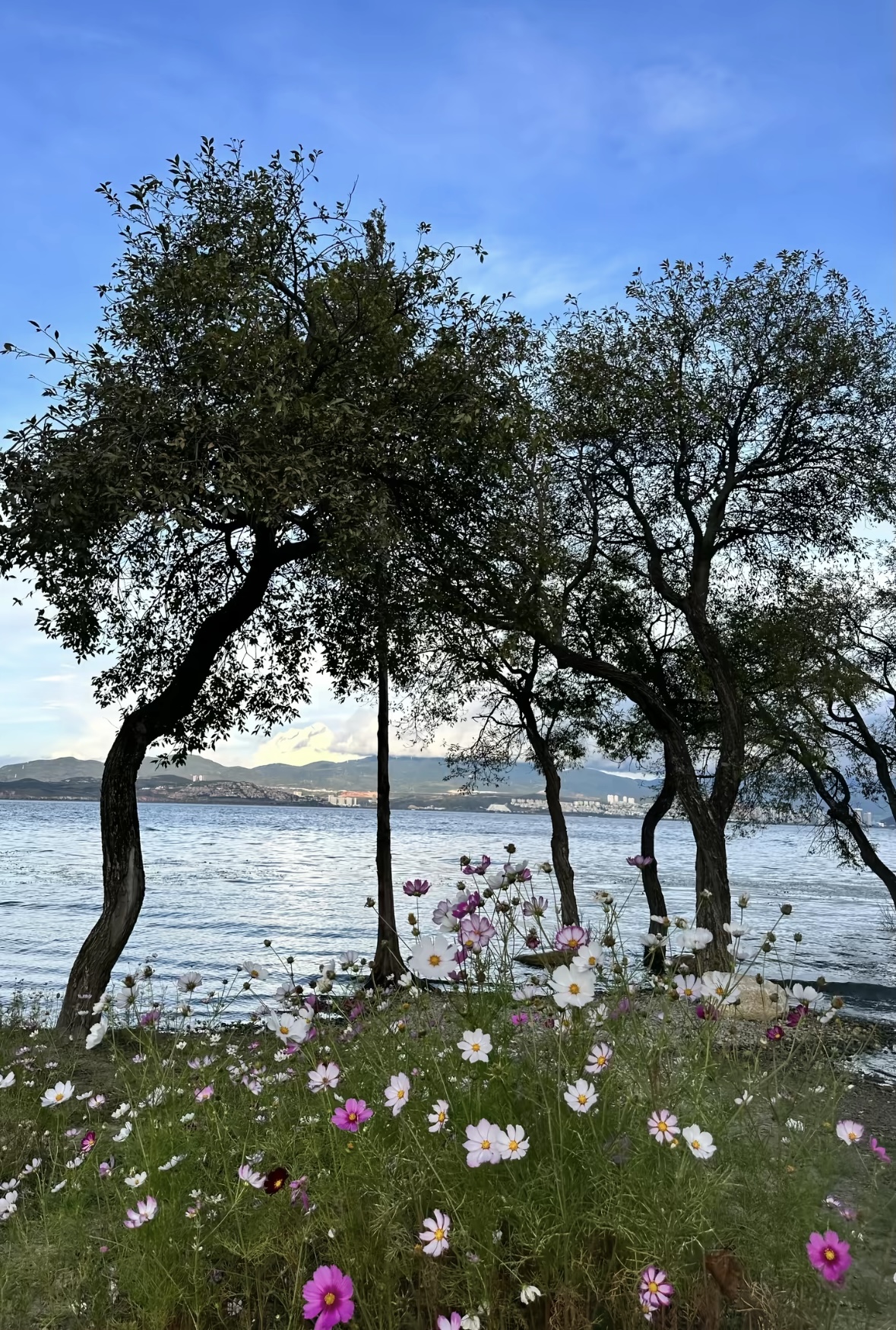 风从花间来，洱海生态廊道