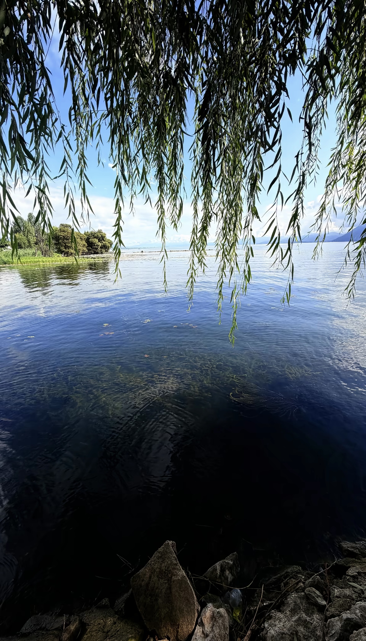 柳影入海，洱海生态廊道