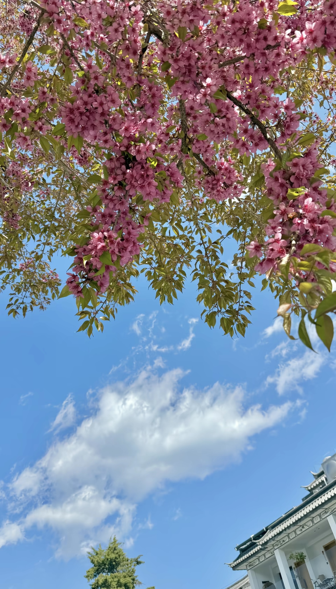 花与晴空，大理古城