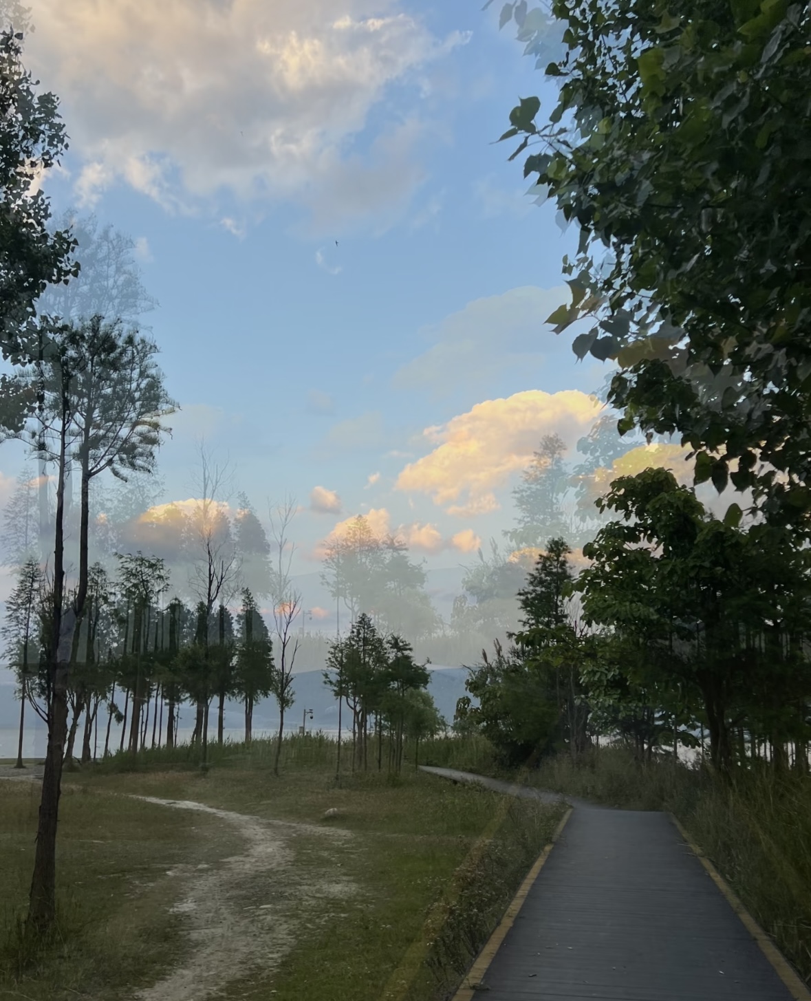 树影向晚，洱海生态廊道